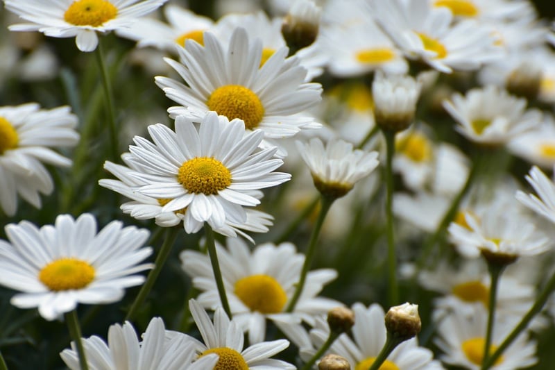 Mystical Flower